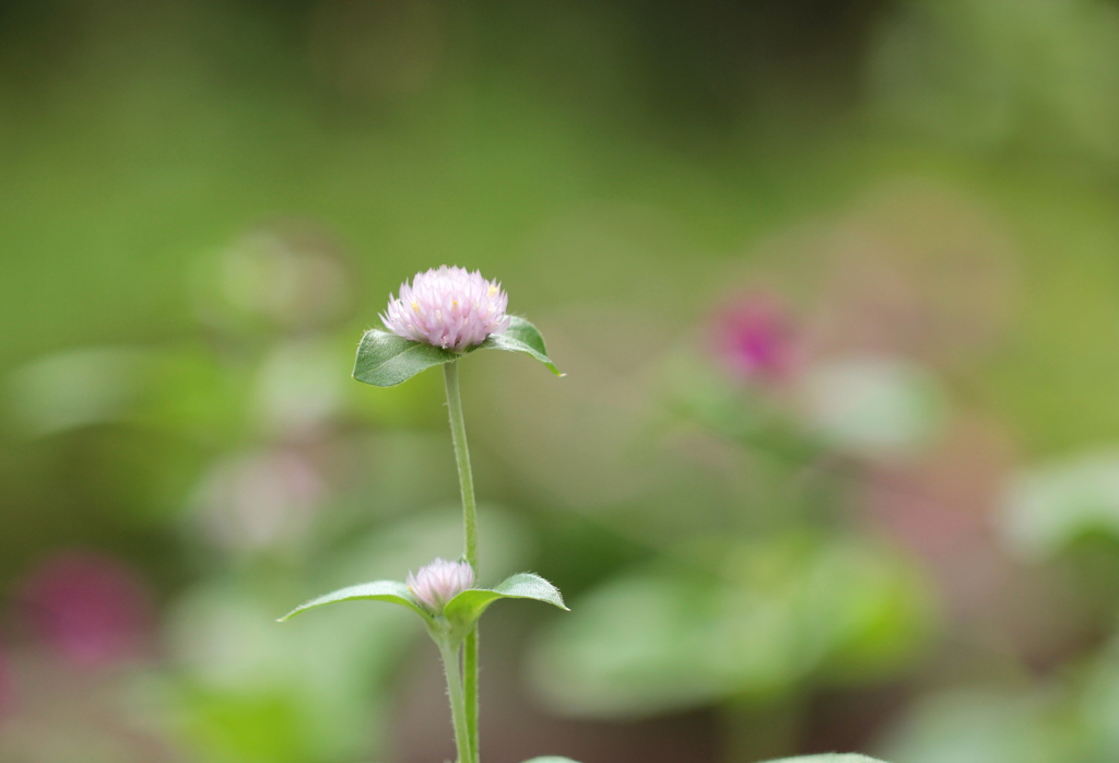 おぼろげに・・（千日紅）