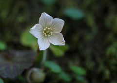 山野草