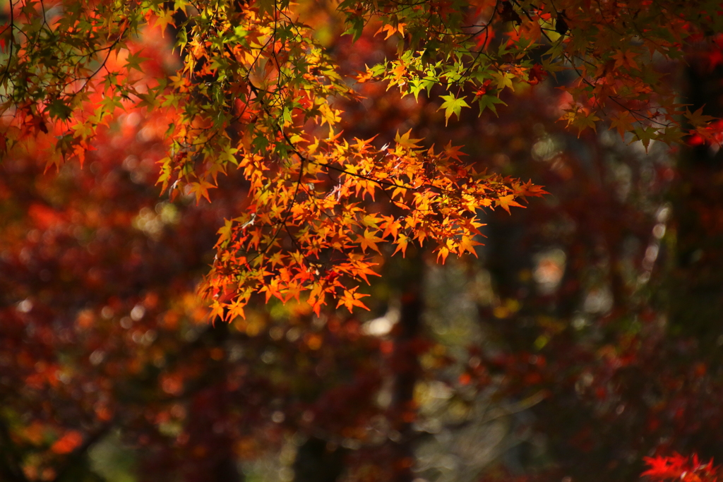 紅葉