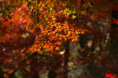 紅葉