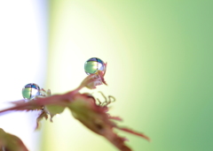 幻想（ラフマニノフ...鐘を聴きながら)