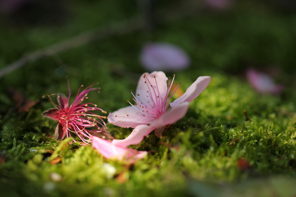 落桃花