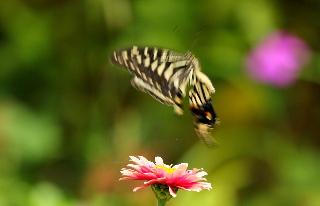 躍動感・・・　fry