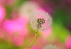 花畑は居心地よくて～♪