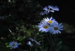 沢山咲いています（浜菊）