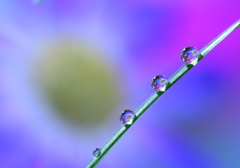 心海ＤＲＯＰＳ　32