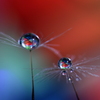 心海ｄｒｏｐｓ