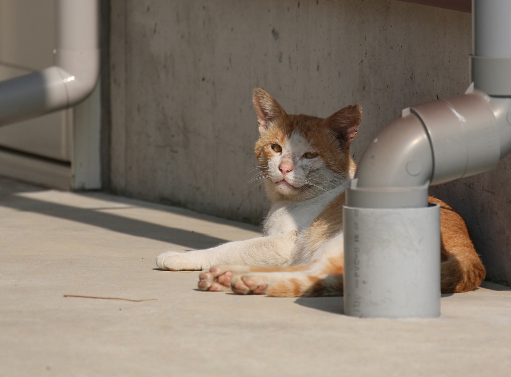 俺さまを置いてどこへゆく？