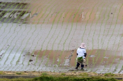 母さんの田植え