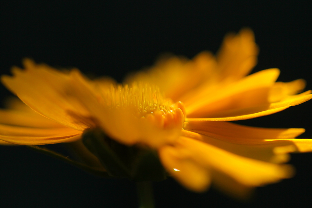 花芯（キバナコスモス）