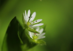 小さな花