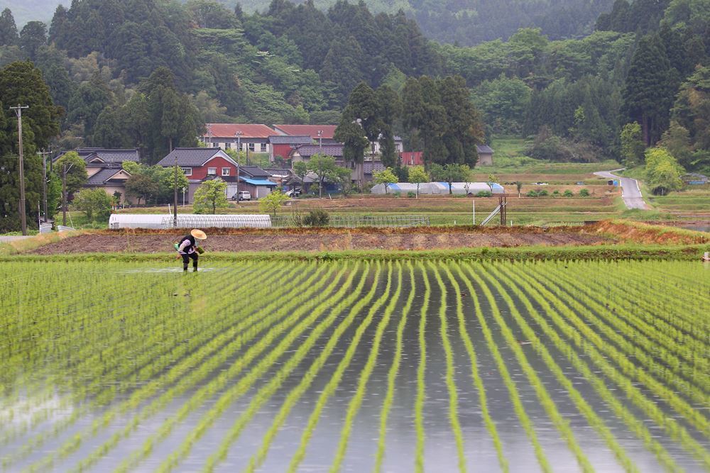 田植え