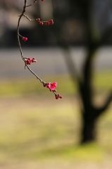 一枝
