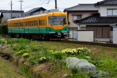 かぼちゃ君～♪