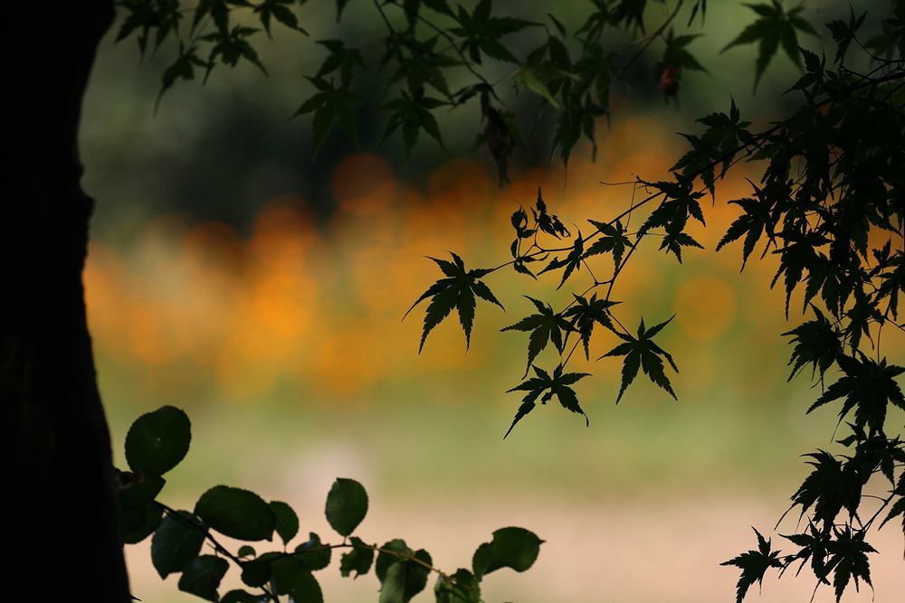 コスモスと紅葉