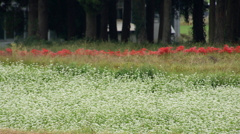 紅色に　染まることなく　蕎麦の花