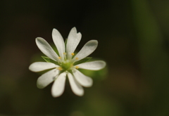 ハートの花びら