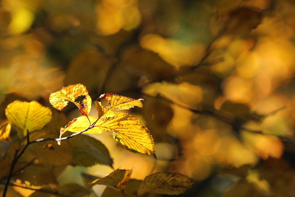 秋色にかがやき