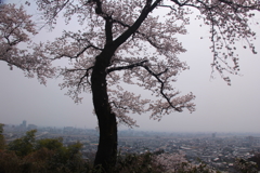 見渡せば