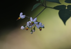 小さな可愛い花