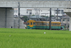 かぼちゃ君～♪　隠れたアオサギ君