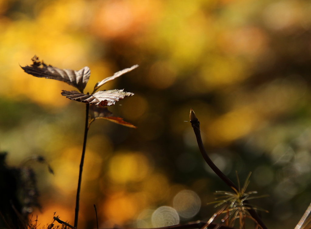 小さい秋みつけた～♪