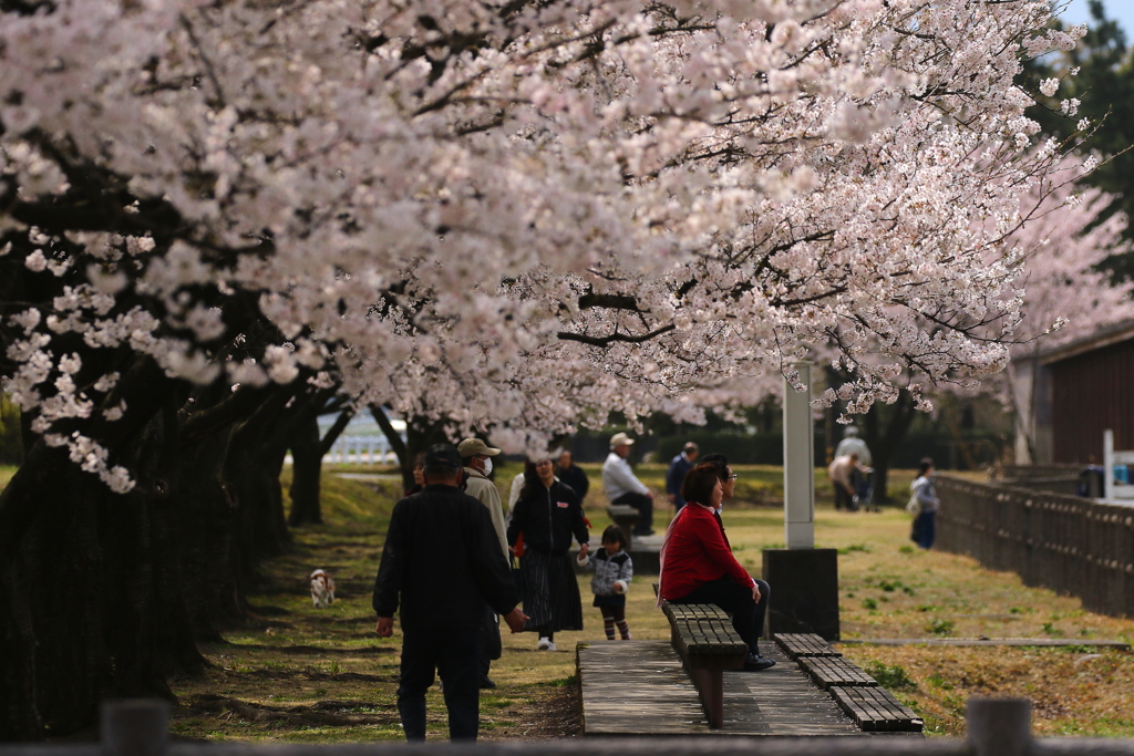 桜　賑わい