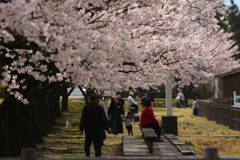 桜　賑わい