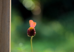 この扉の向こうは・・・（ウサギになった花）