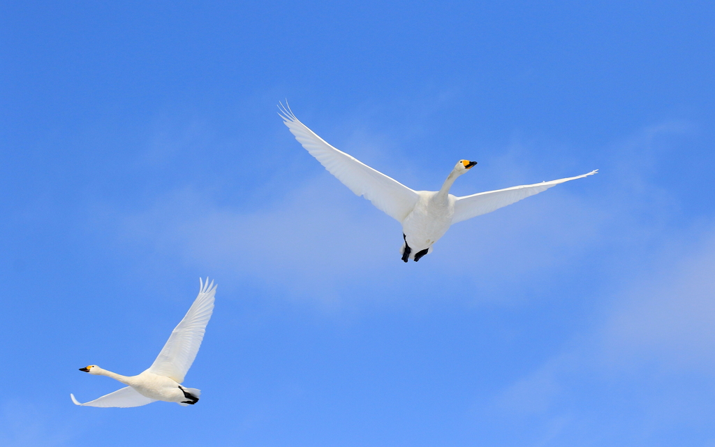 青空と白鳥