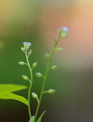 水色の小さな花