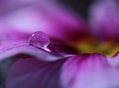 心海ＤＲＯＰＳ 3