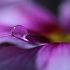 心海ＤＲＯＰＳ 3