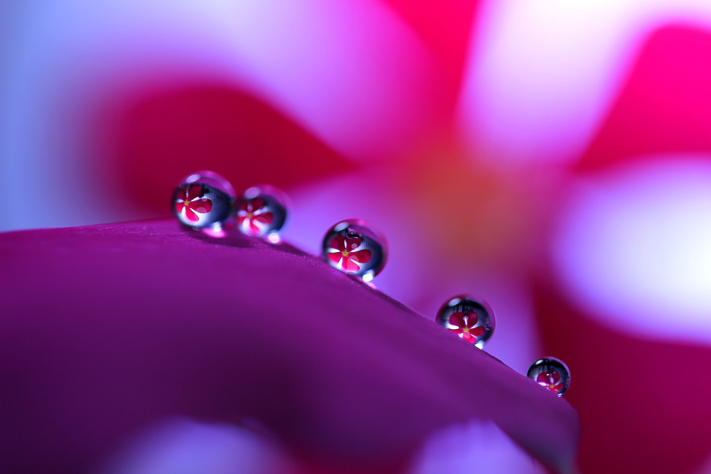 心海ＤＲＯＰｓ　舞花～♪