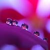心海ＤＲＯＰｓ　舞花～♪