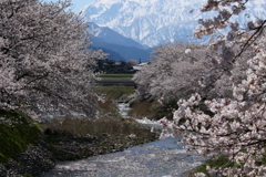 桜さくら