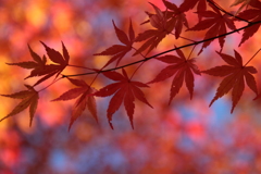 紅に染まり・・・