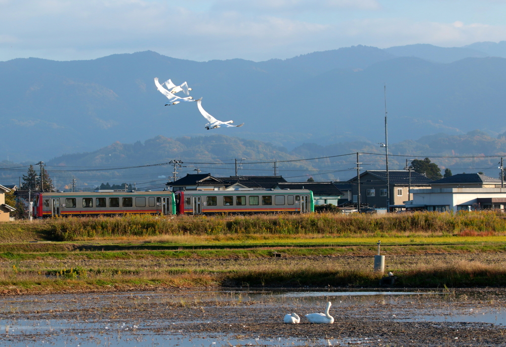 楽しそうだ~♪　付いて行こう~♪
