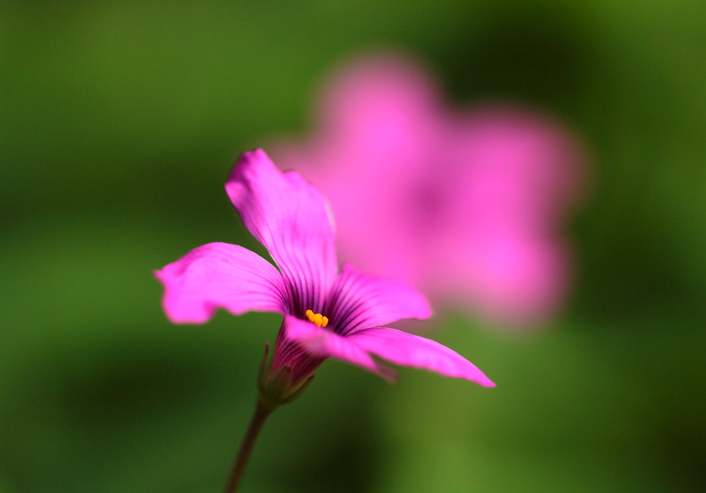 花は咲く～♪