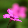 花は咲く～♪