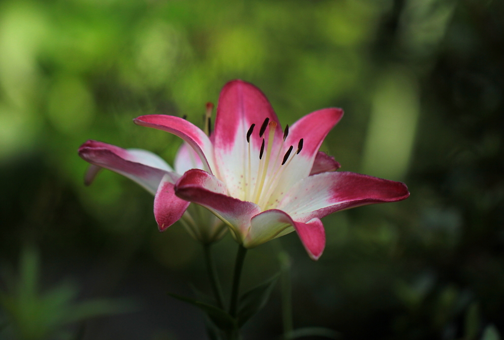 心弾むように咲いている花