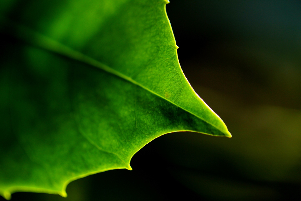 葉っぱシリーズ　1