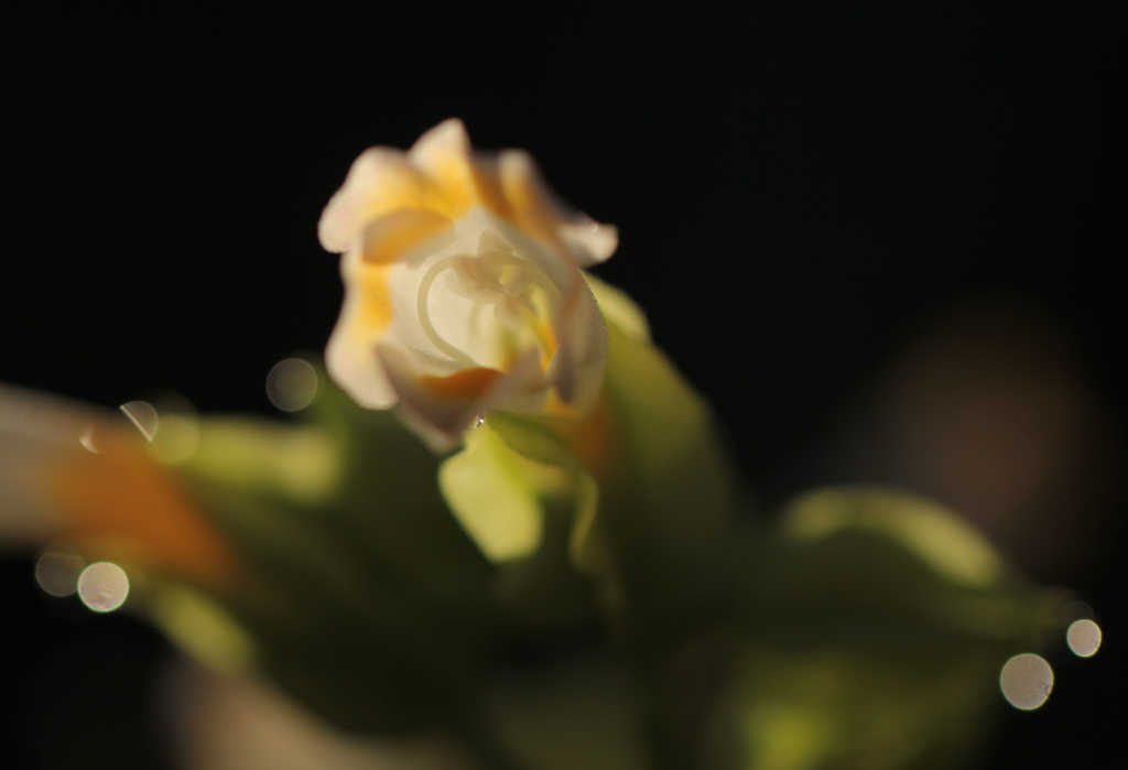 あ・・・ぁ～♪