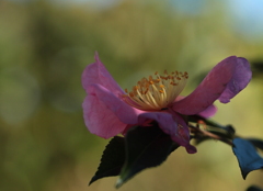 山茶花