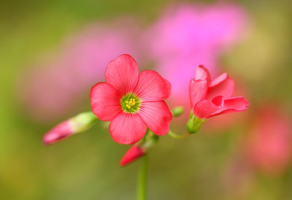 ｌｉｔｔｌｅ　ｌｏｖｅ