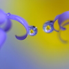心海ＤＲＯＰＳ・・・蝶のように~♪