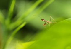 生まれたてのカマキリ君^^♪