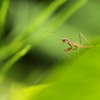 生まれたてのカマキリ君^^♪