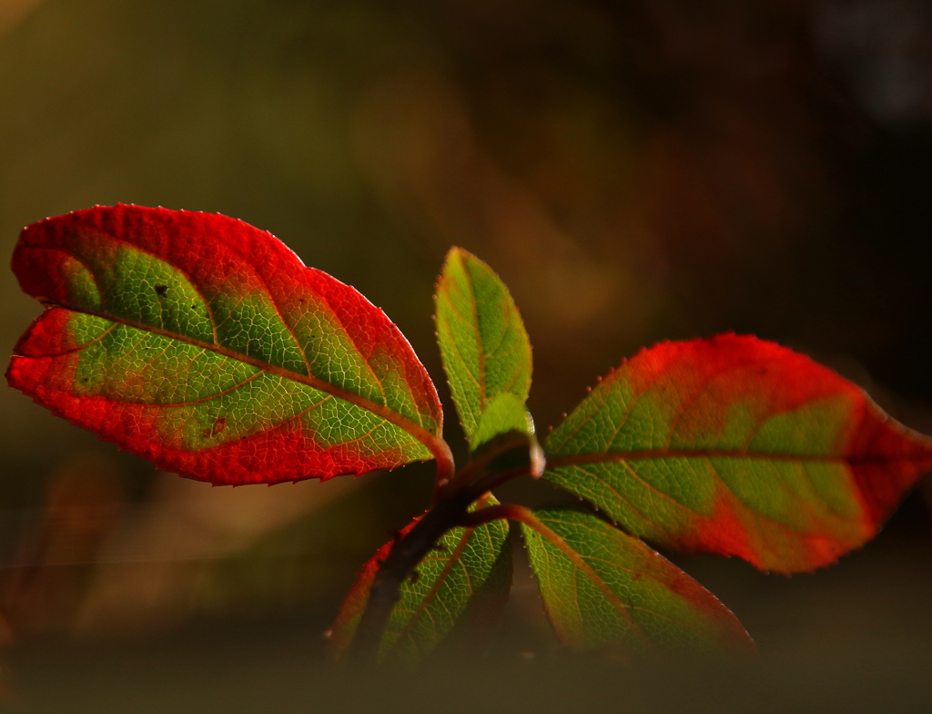 紅く染まりゆく