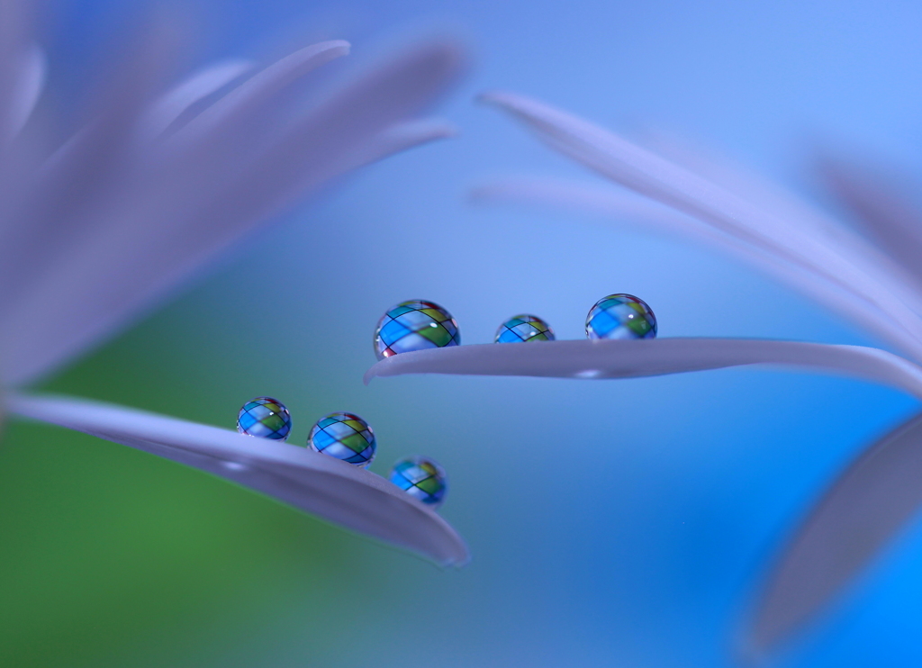 イリュウジョン（空の青と地の緑）花の舞姿